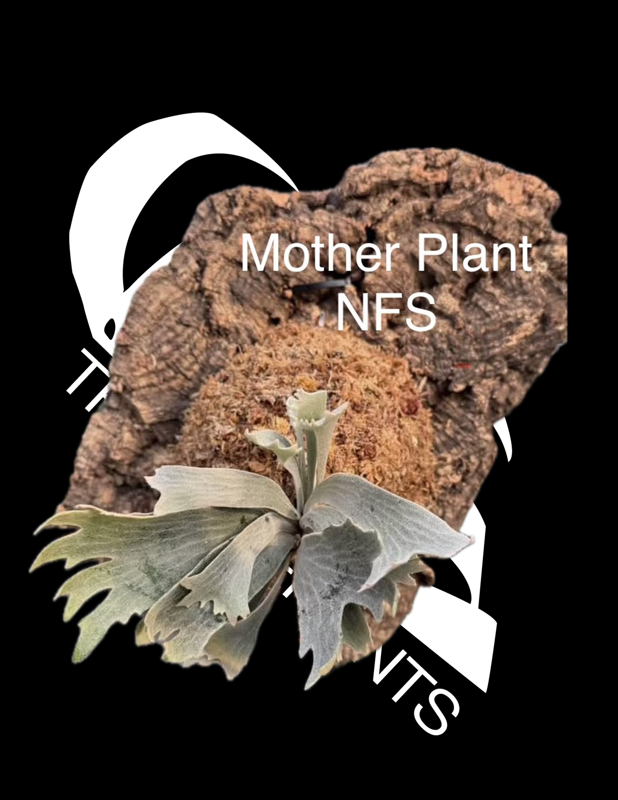 Platycerium Willinckii Spur 