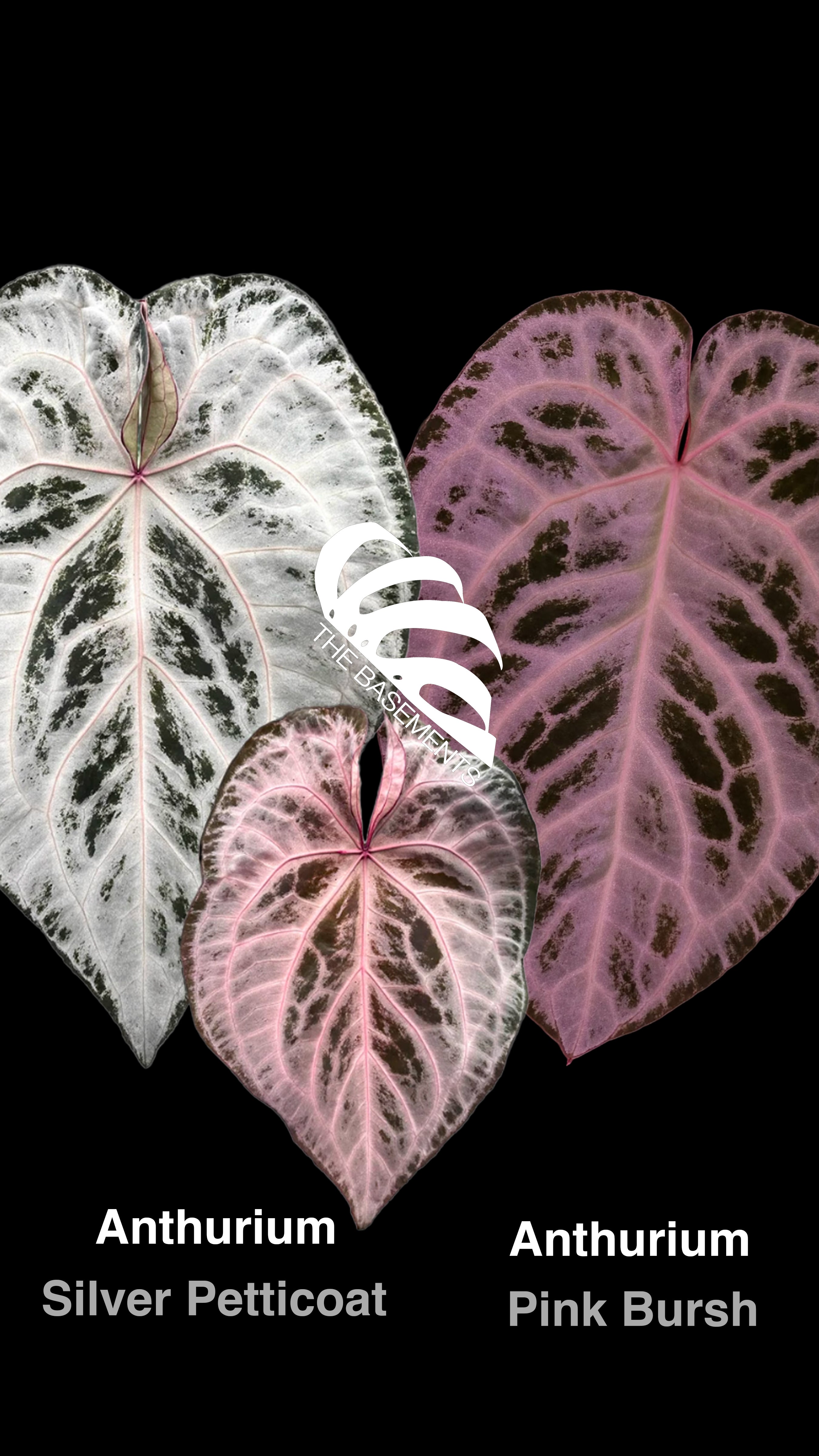 ANTHURIUM - page - thebasements.com