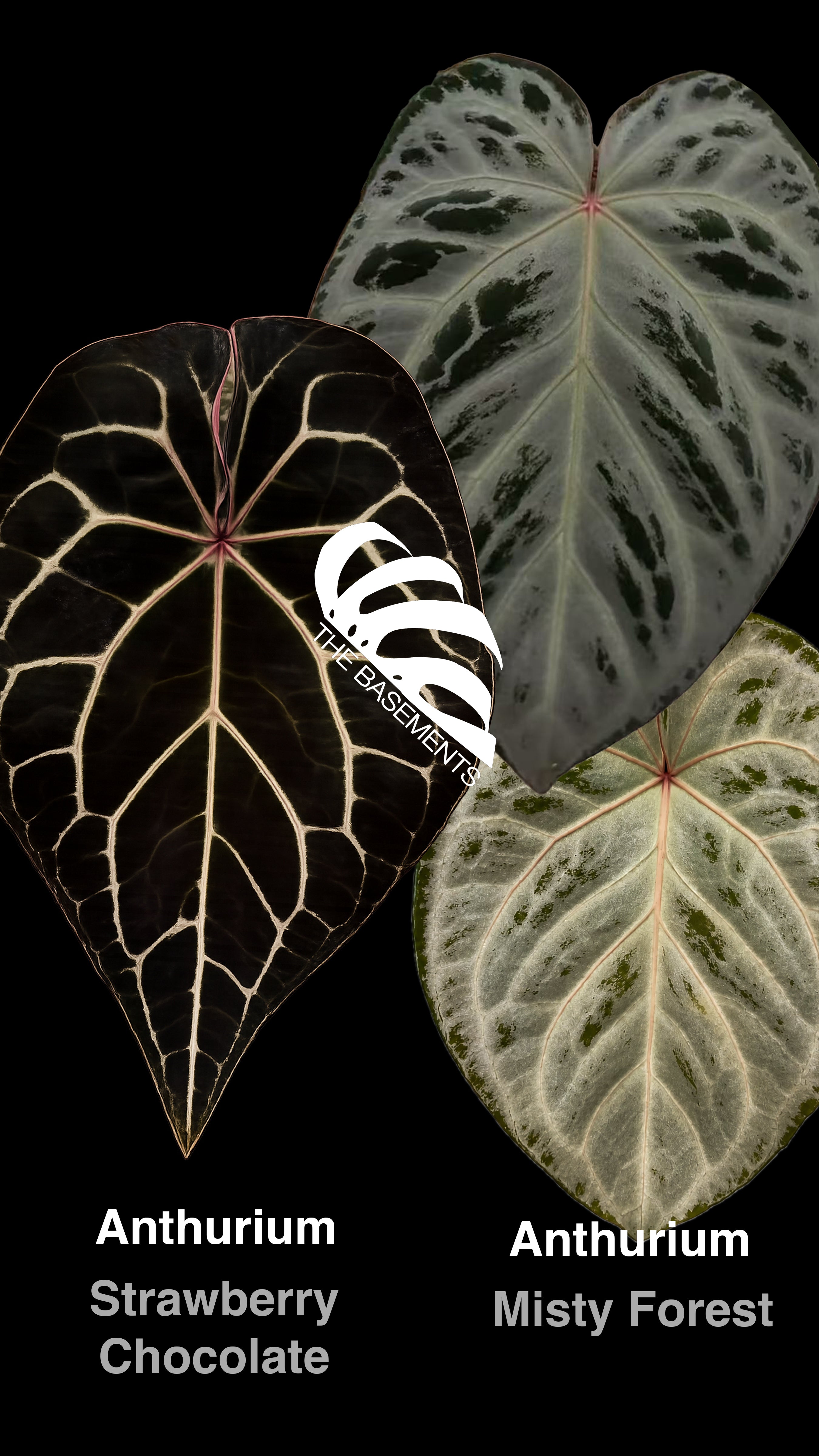 ANTHURIUM - page - thebasements.com