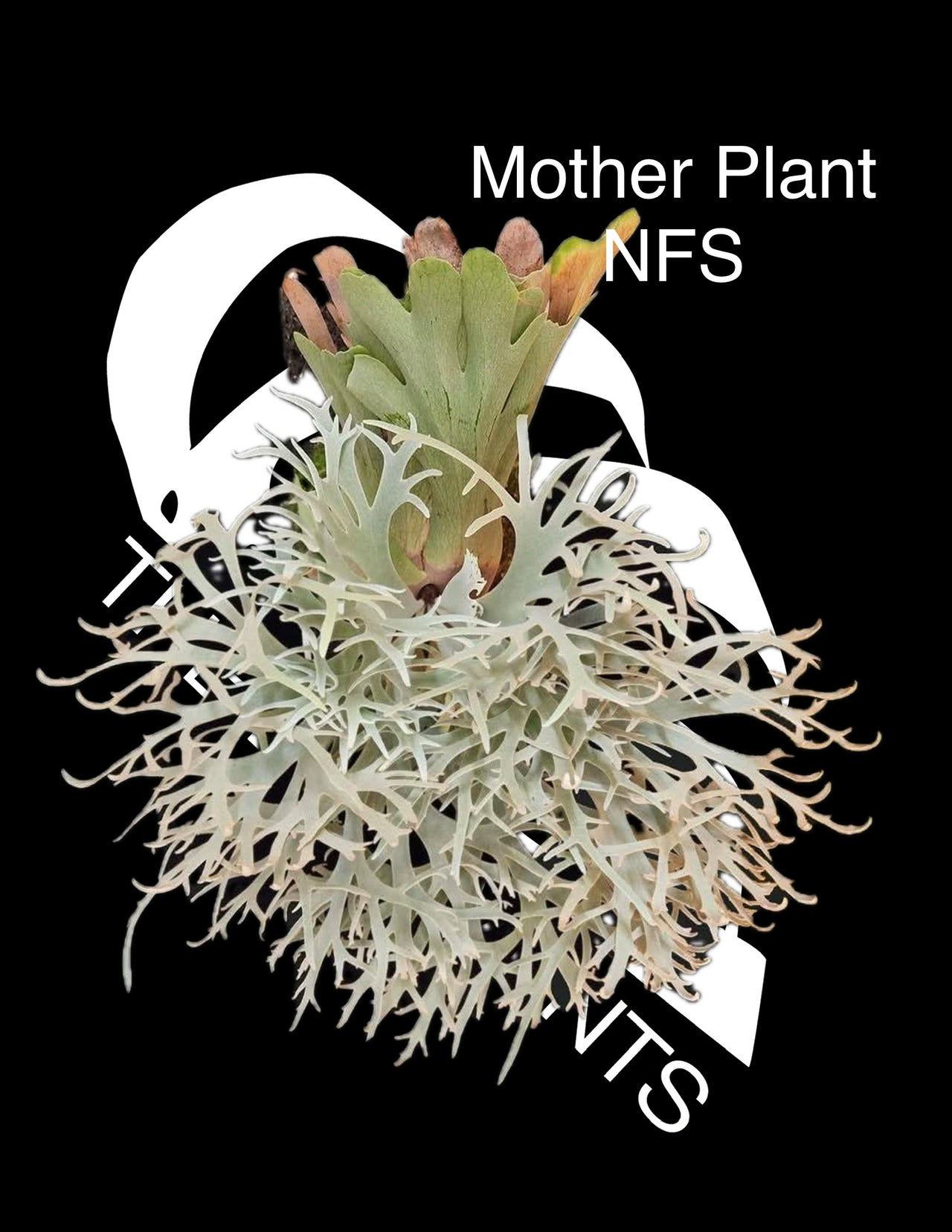 Platycerium Willinckii Dwarf 'Totoro' Sporelings