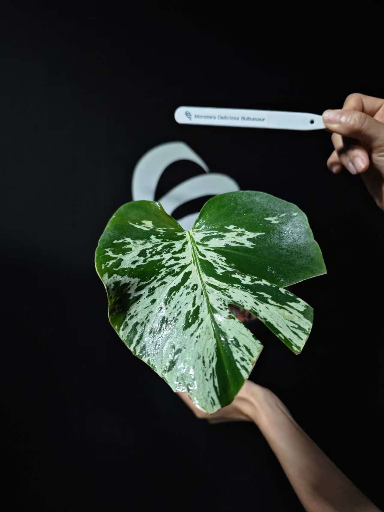 Monstera Deliciosa Bulbasaur