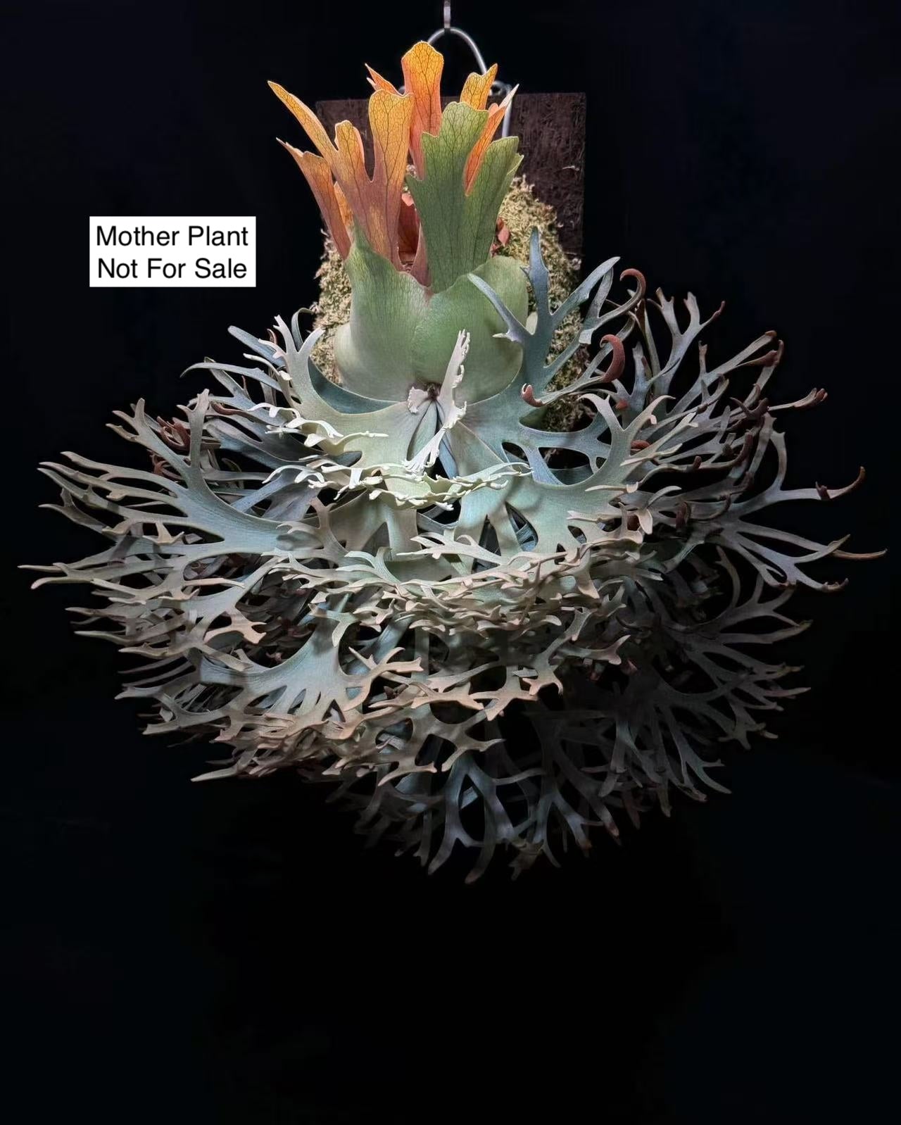 Platycerium Willinckii Dwarf “OMG” Sporeling