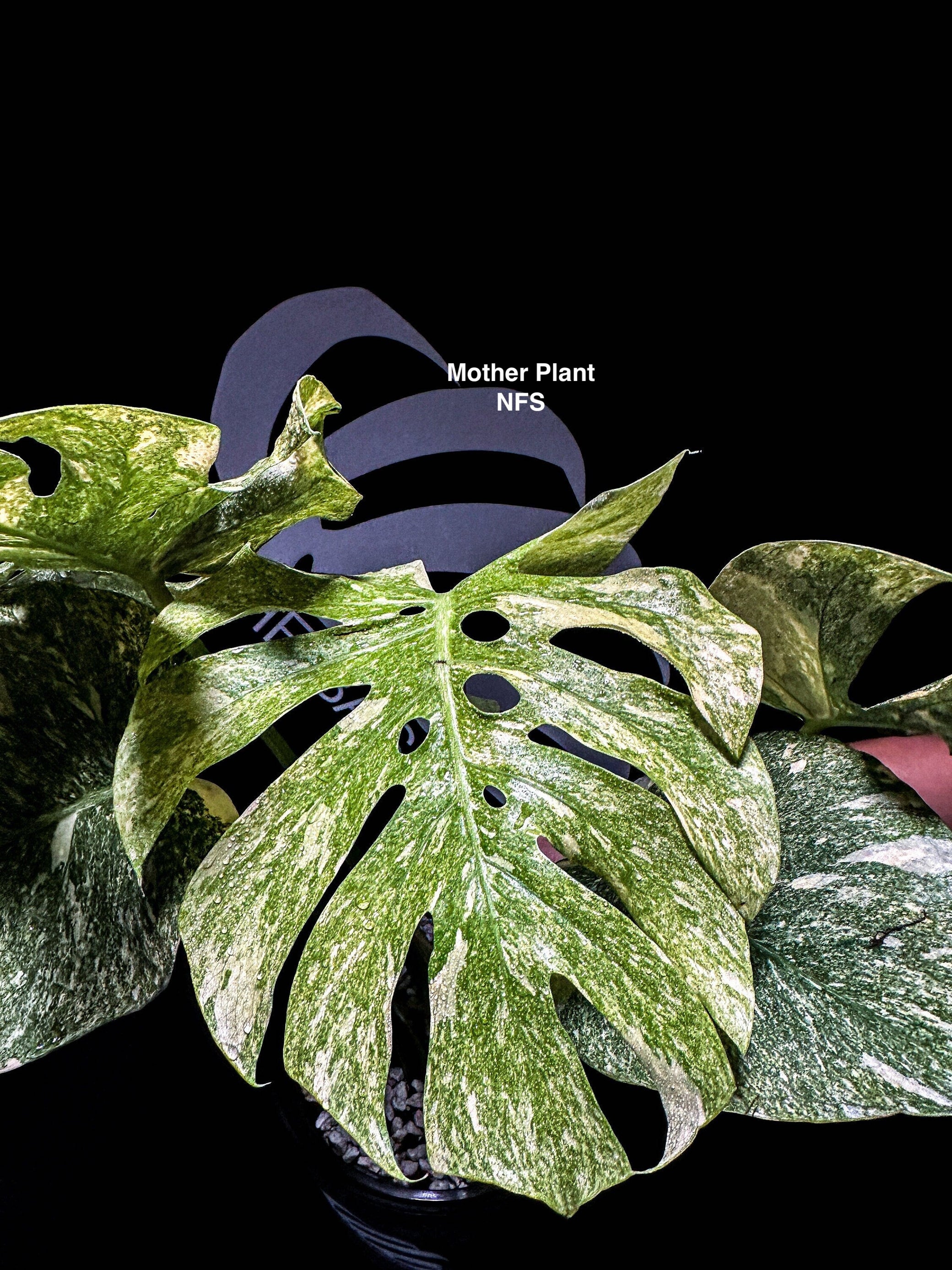 monstera green Monstera Green Snow