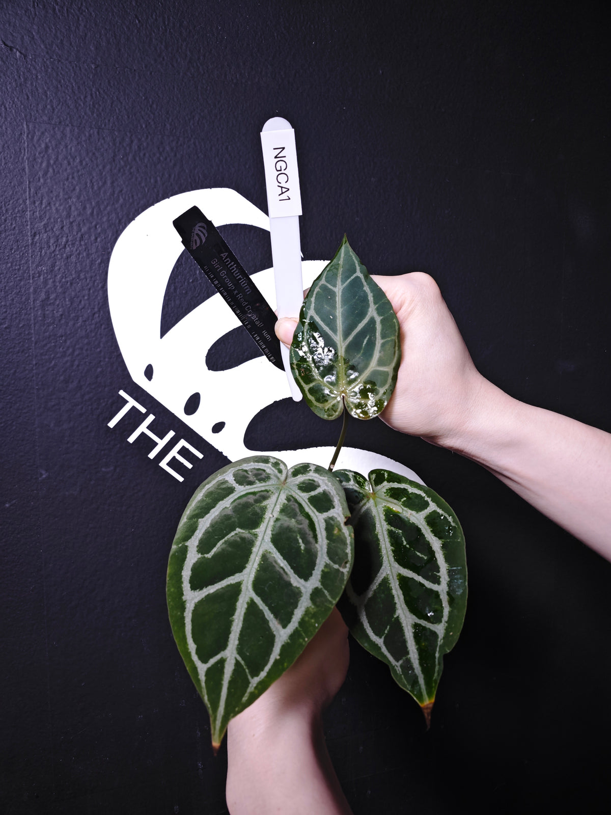 Anthurium Girl Group x Red Crystal
