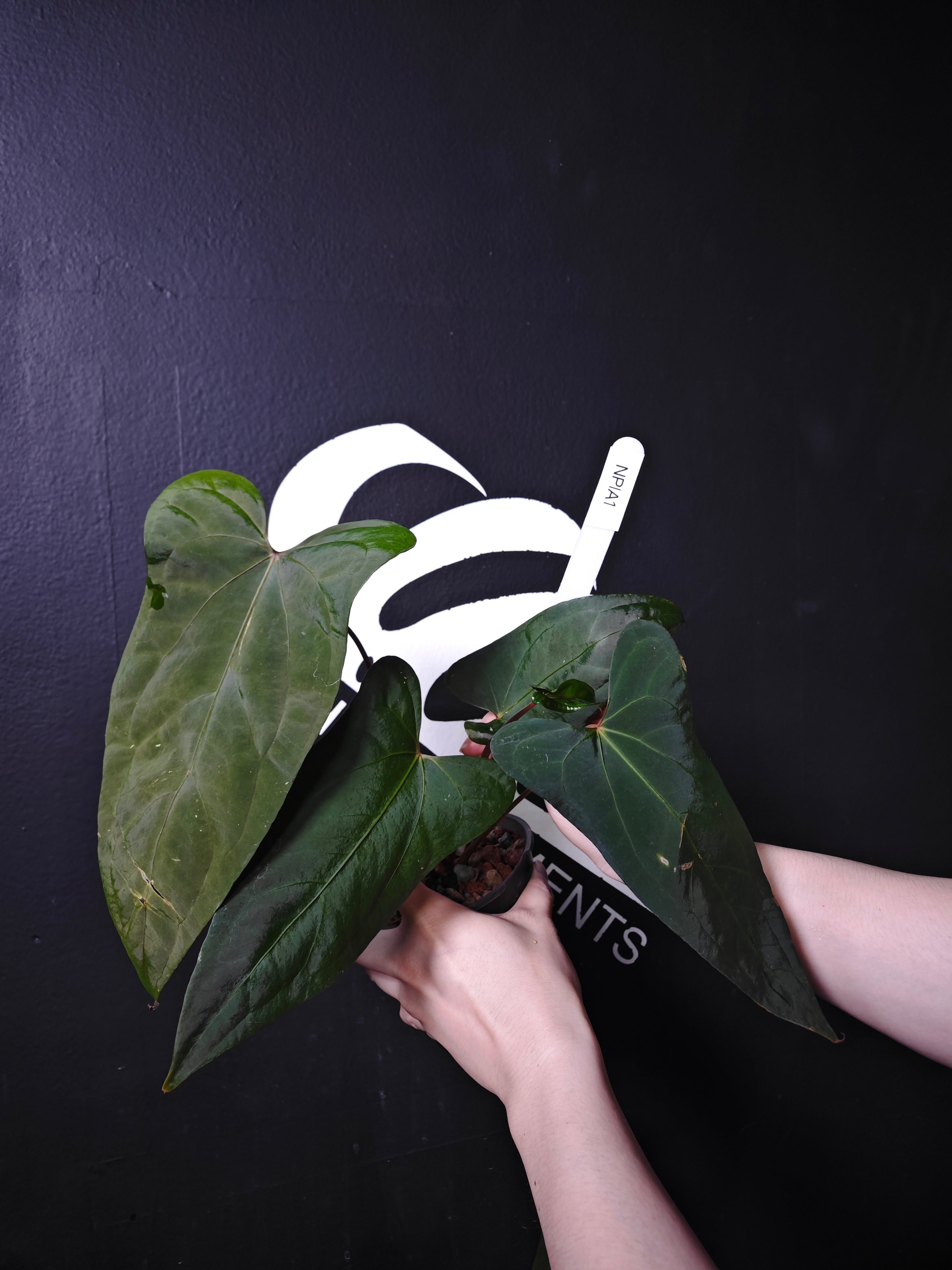 ANTHURIUM - page - thebasements.com