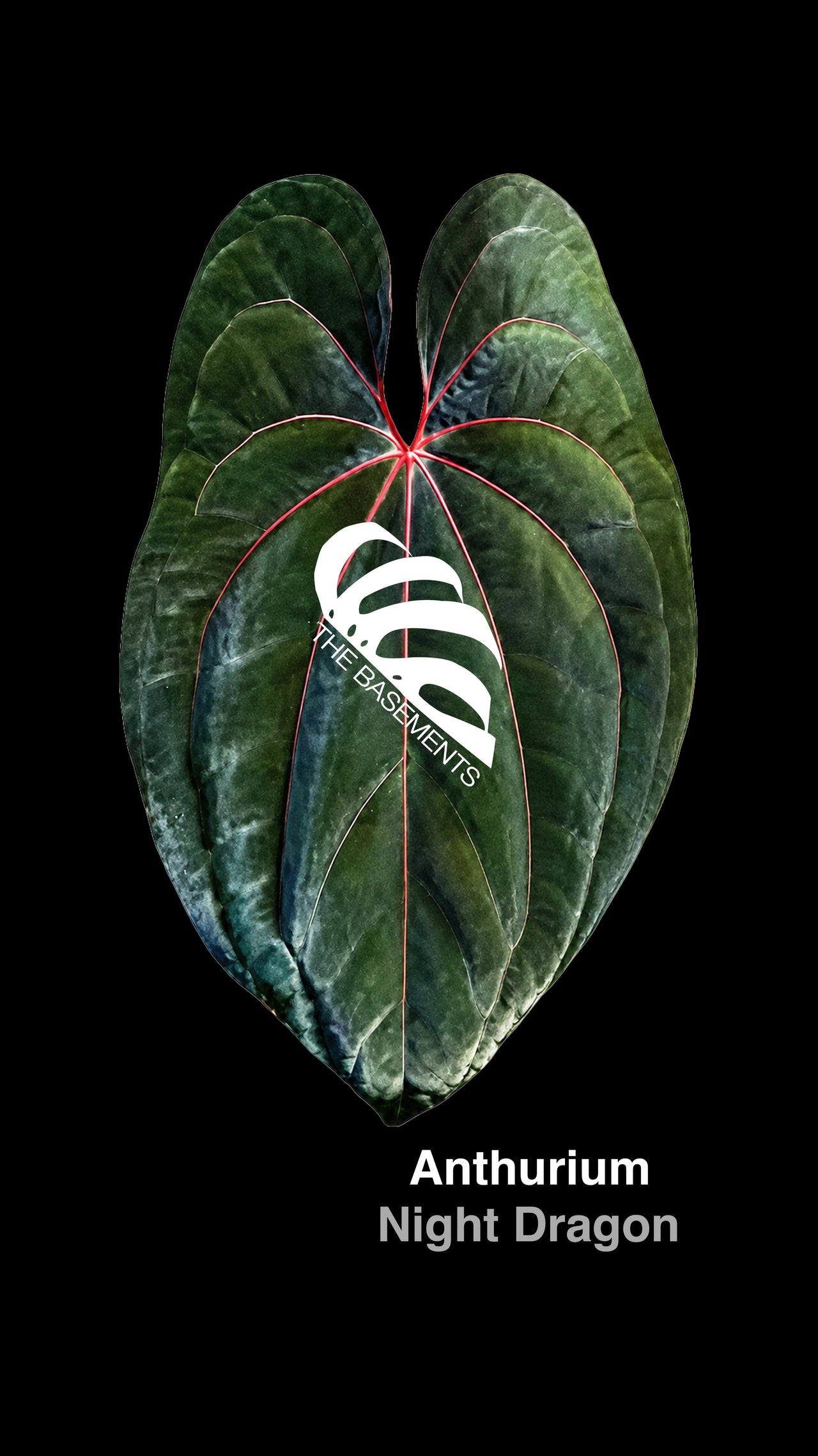 Anthurium Night Dragon S1 - thebasements.com