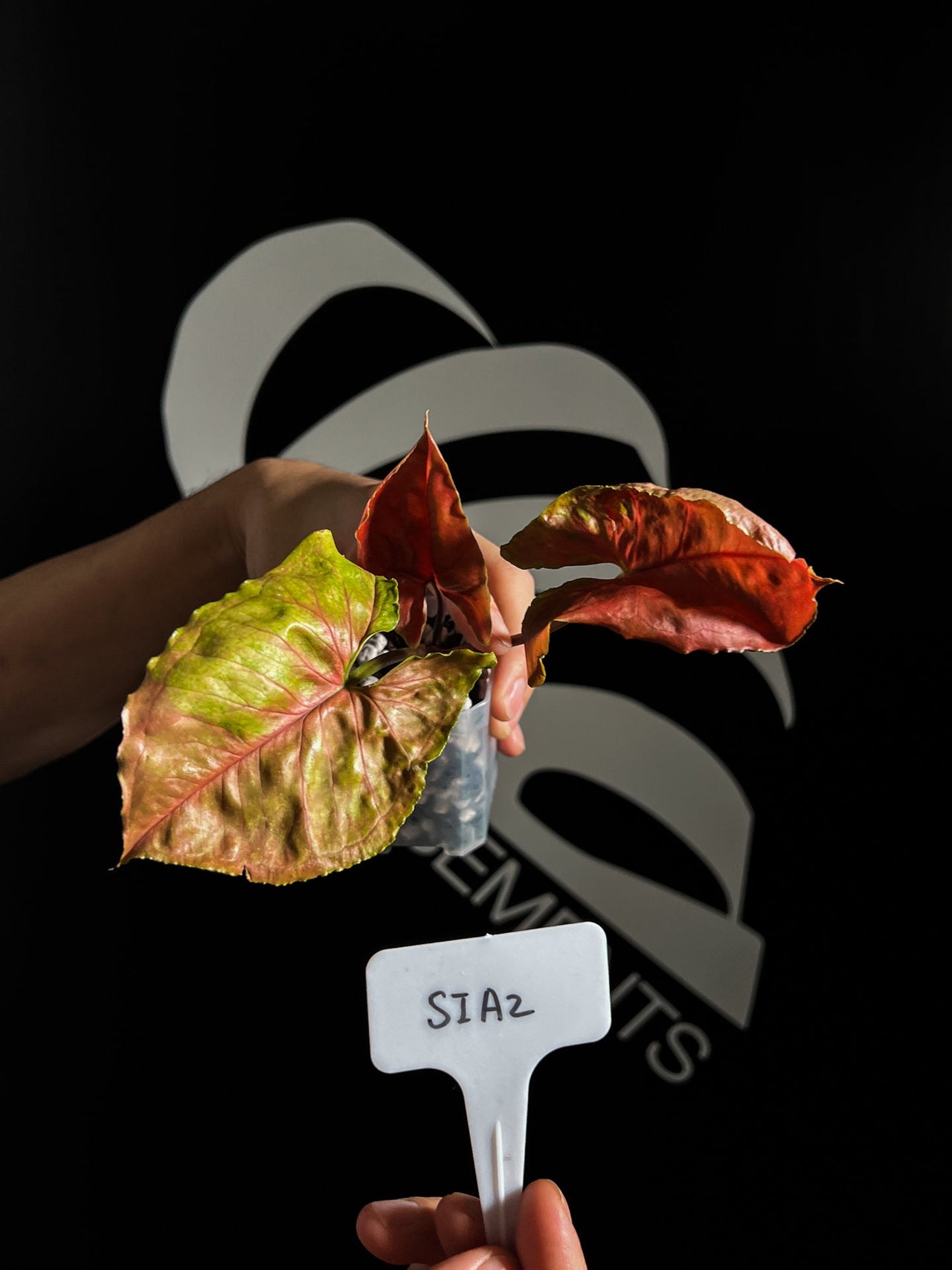 Syngonium Strawberry Ice - thebasements.us