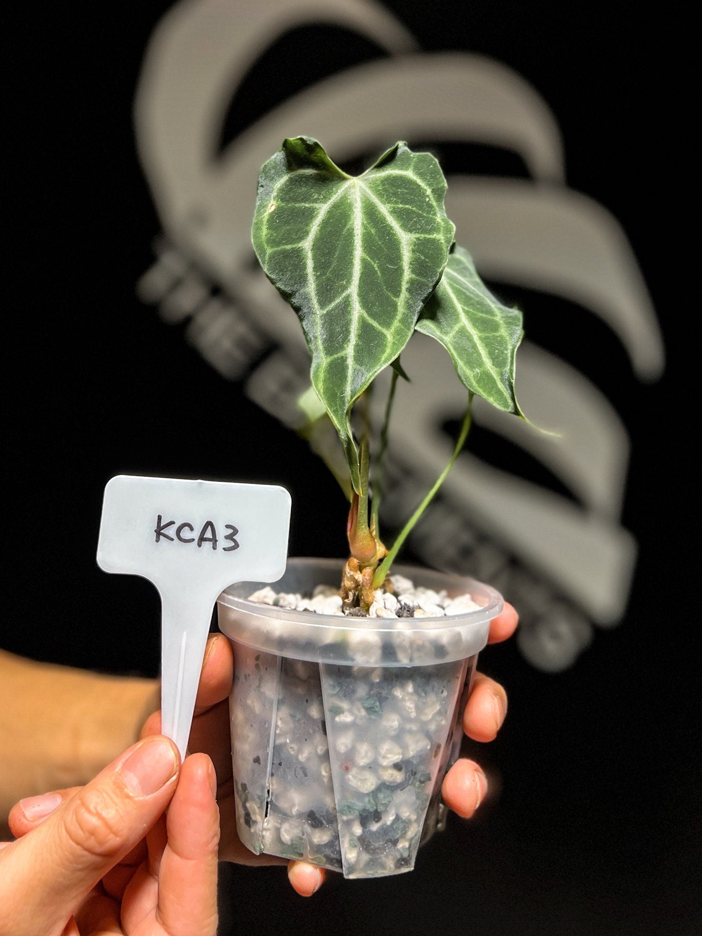 Anthurium King of Clarinervium - thebasements.us