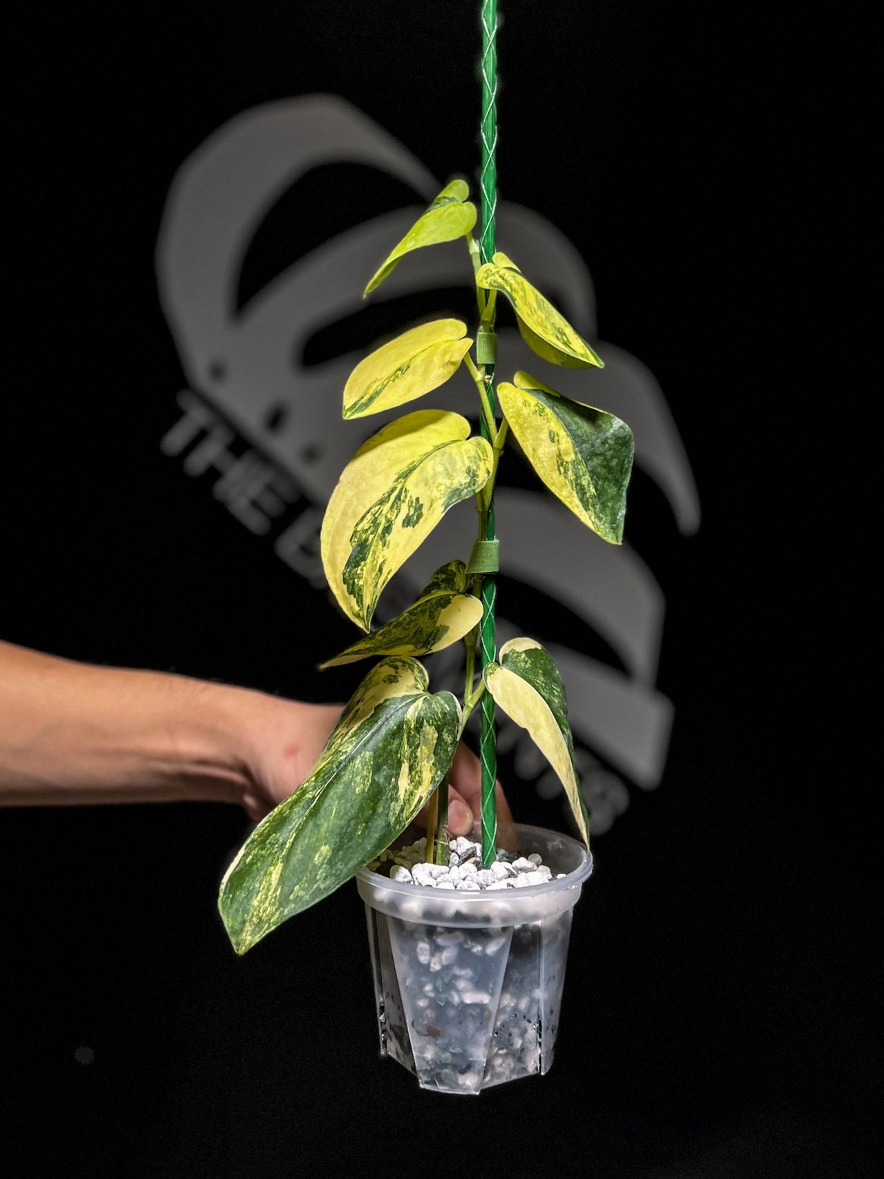 Scindapsus Jade Satin Variegated - thebasements.us