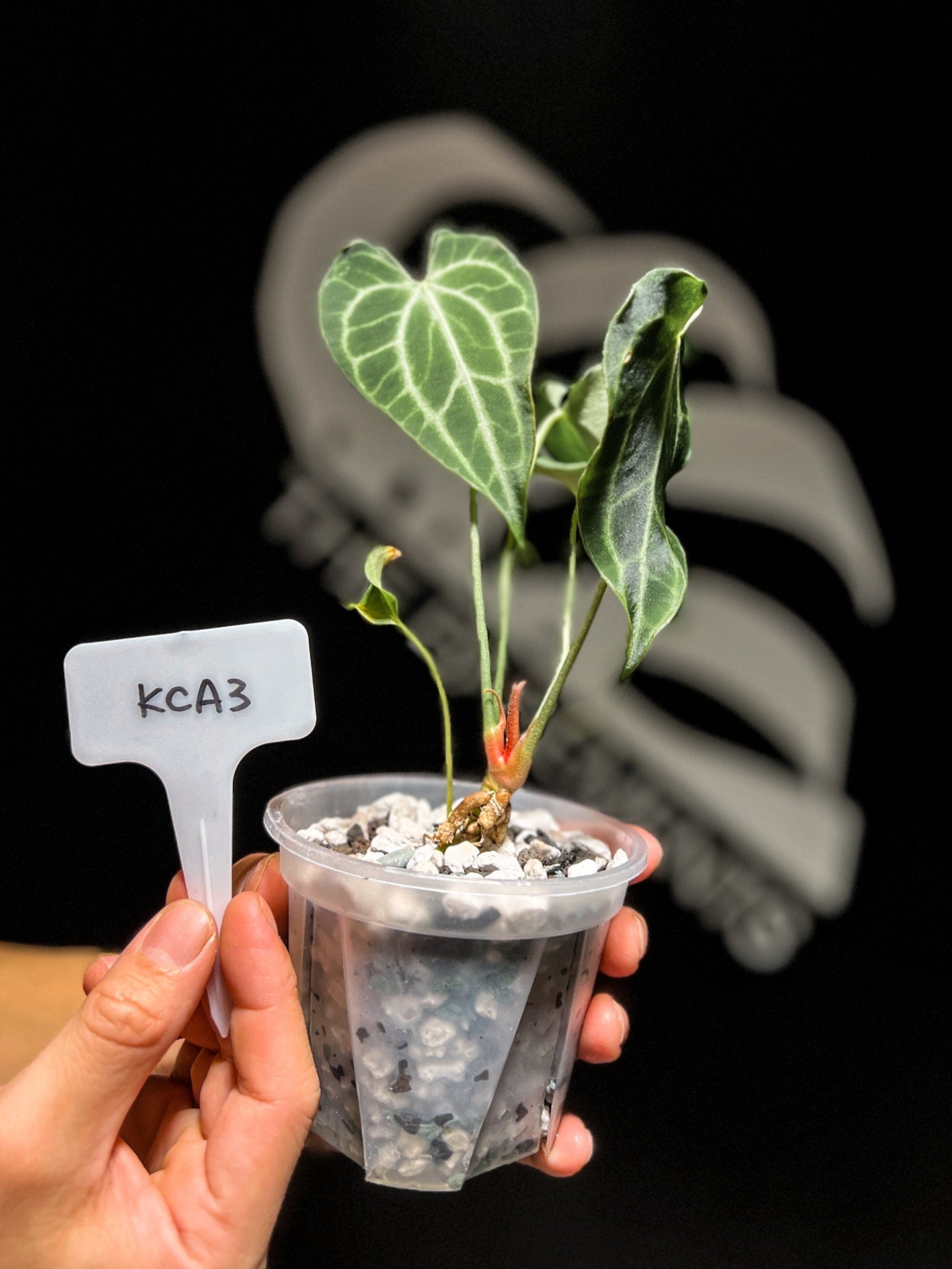 Anthurium King of Clarinervium - thebasements.us