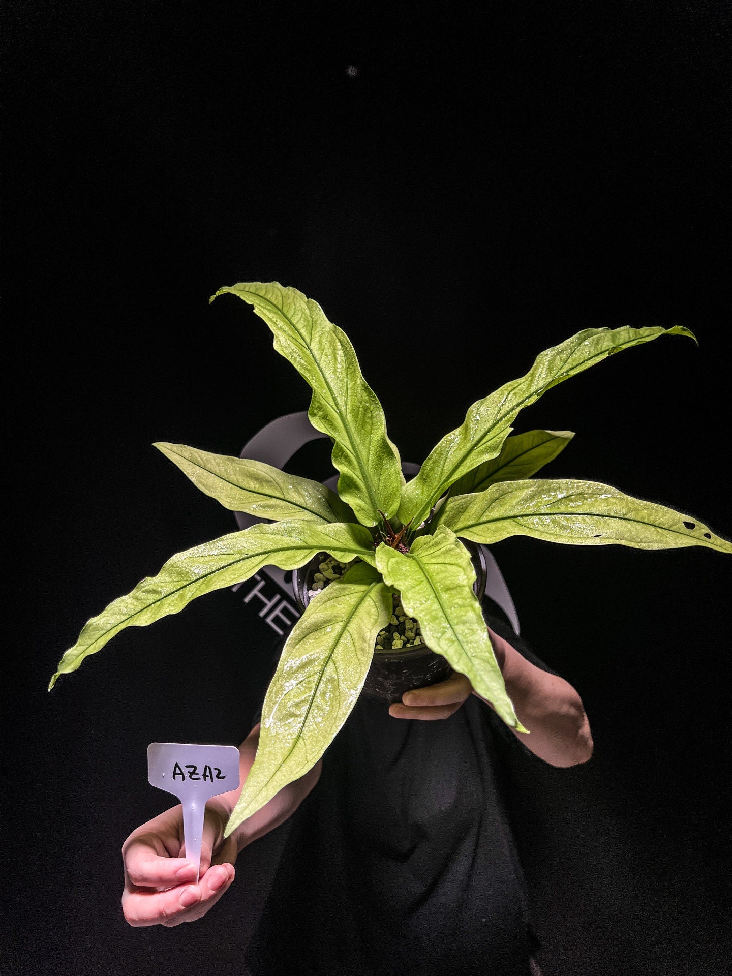 Anthurium Scorpiones Mint Variegated