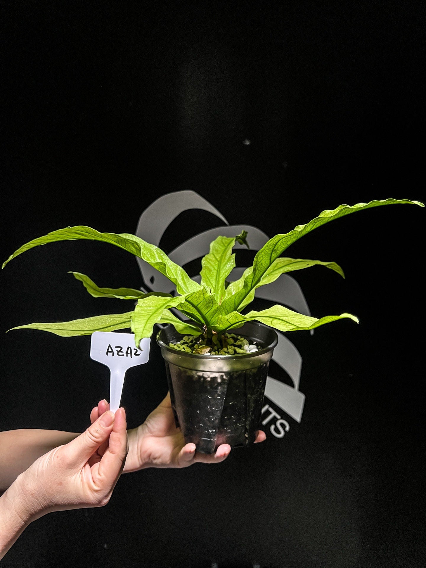 anthurium aquarium Anthurium Scorpiones Mint Variegated