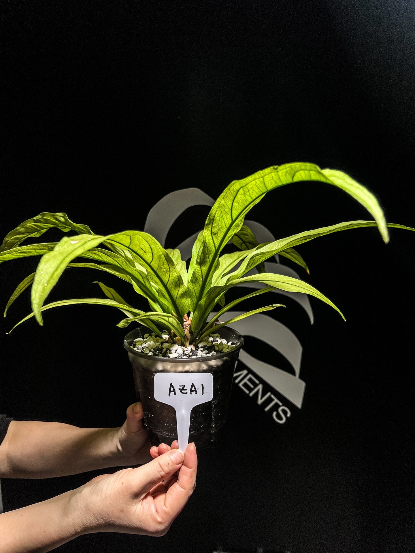 Anthurium Scorpiones Mint - thebasements.us