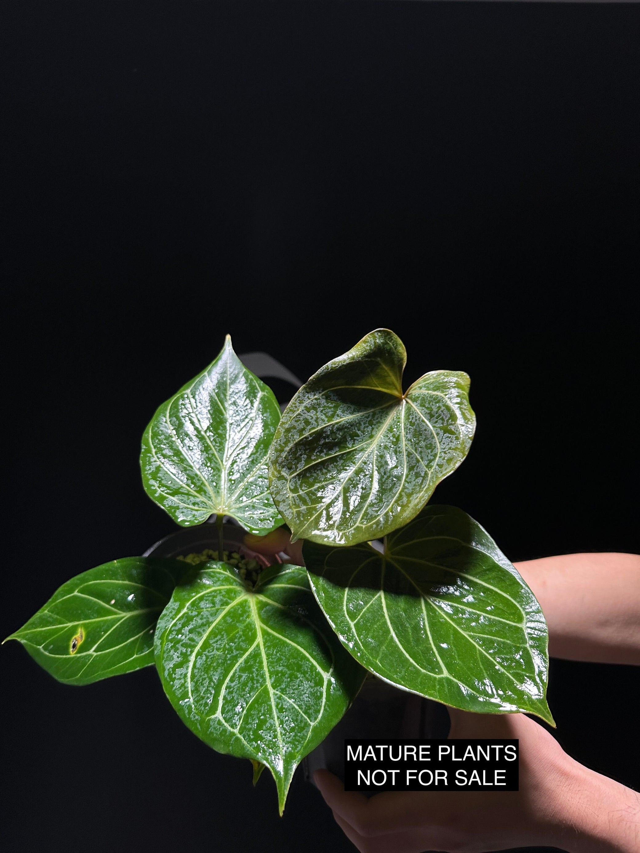 anthurium queen of spades Anthurium King of Spades Dark Round x Dark Butterfly Selected