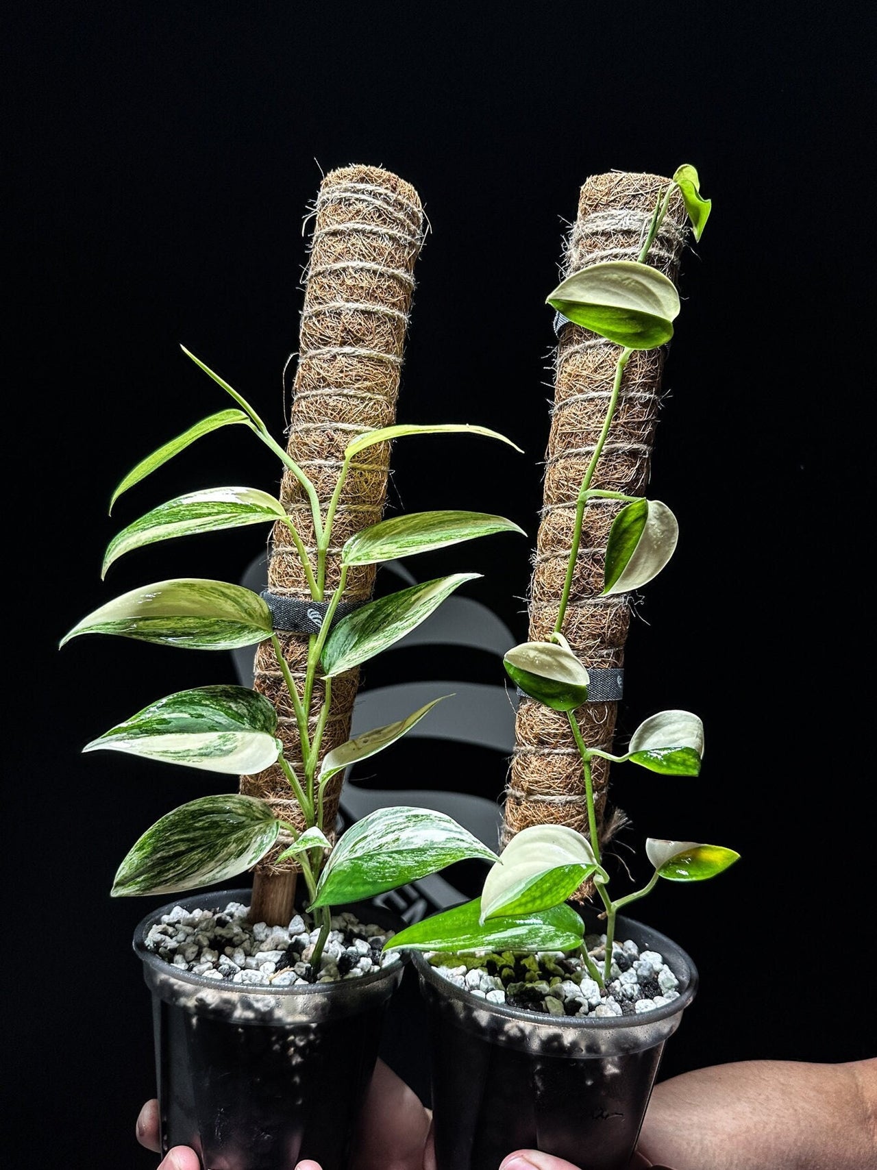 Scindapsus Blue Albo - thebasements.us