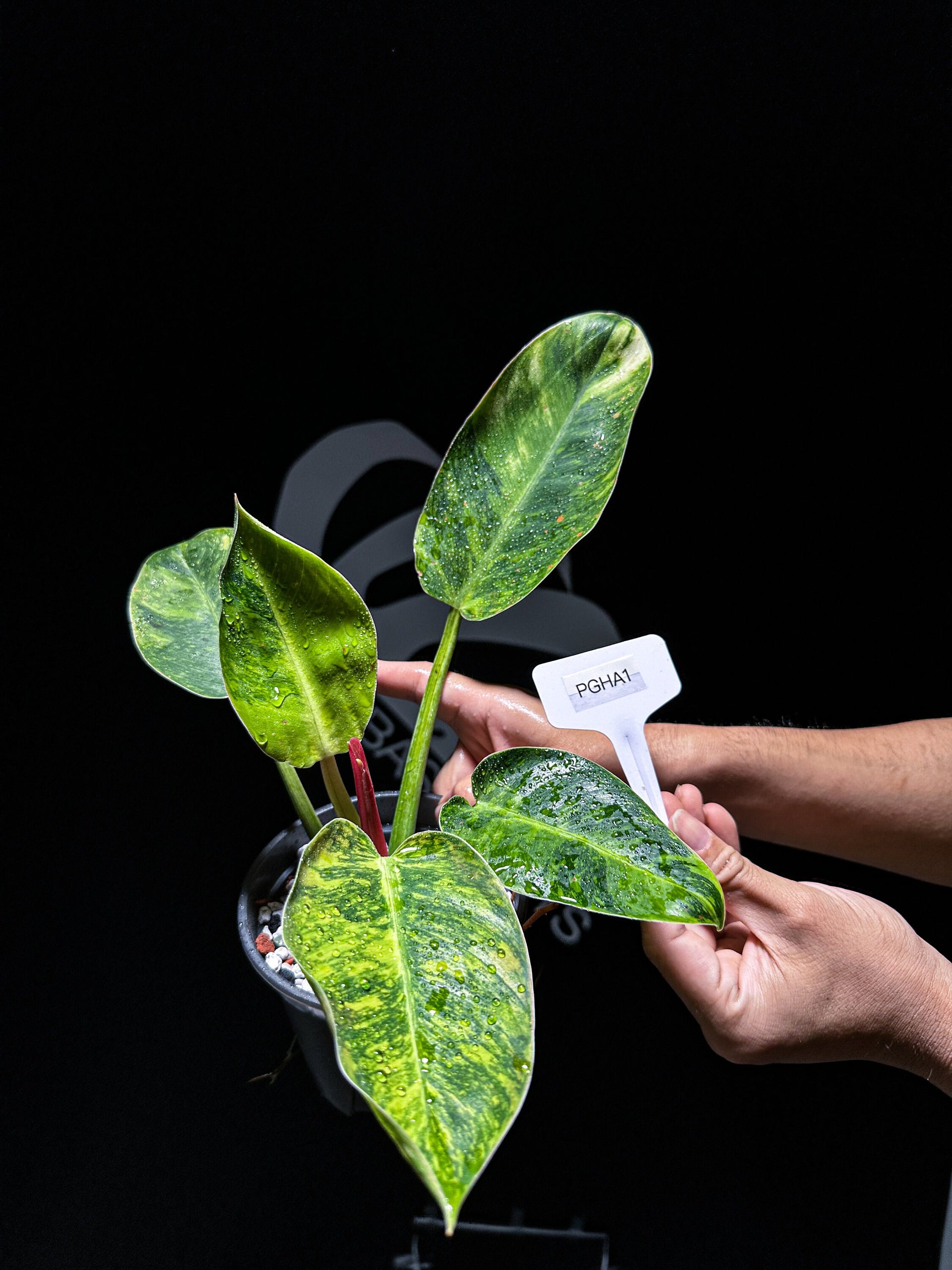 Philodendron Green Congo Hybrid Variegated
