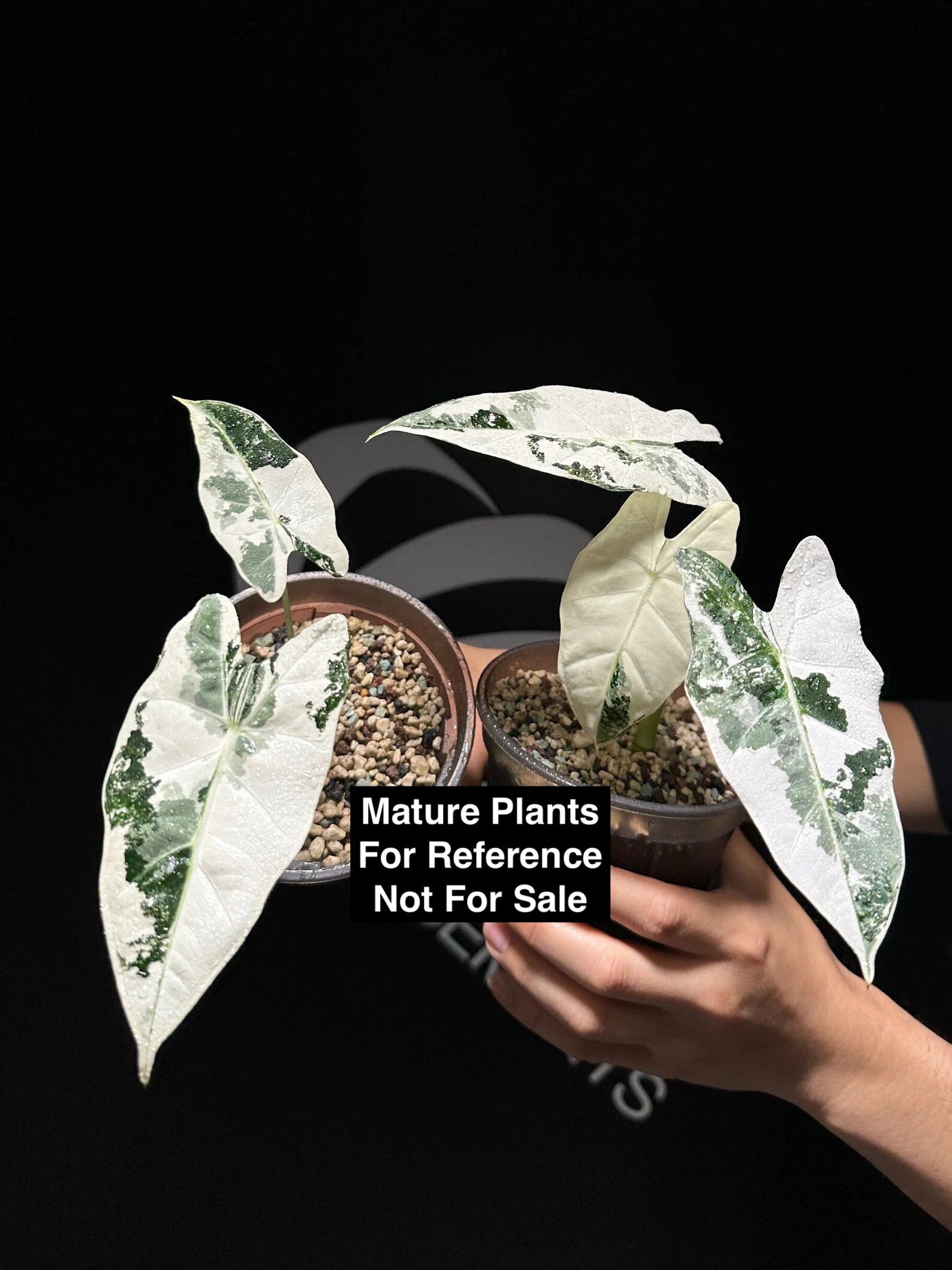 Alocasia Frydek Variegated TC - thebasements.us