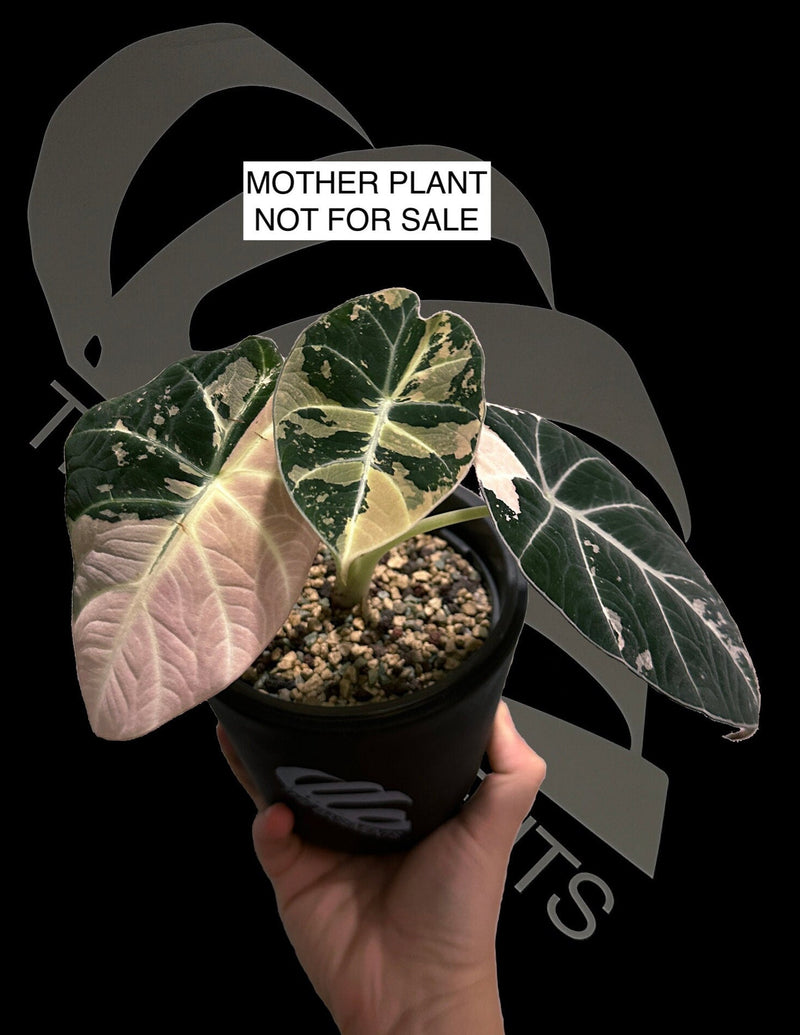 Alocasia Black Velvet Ablo Pink Variegation
