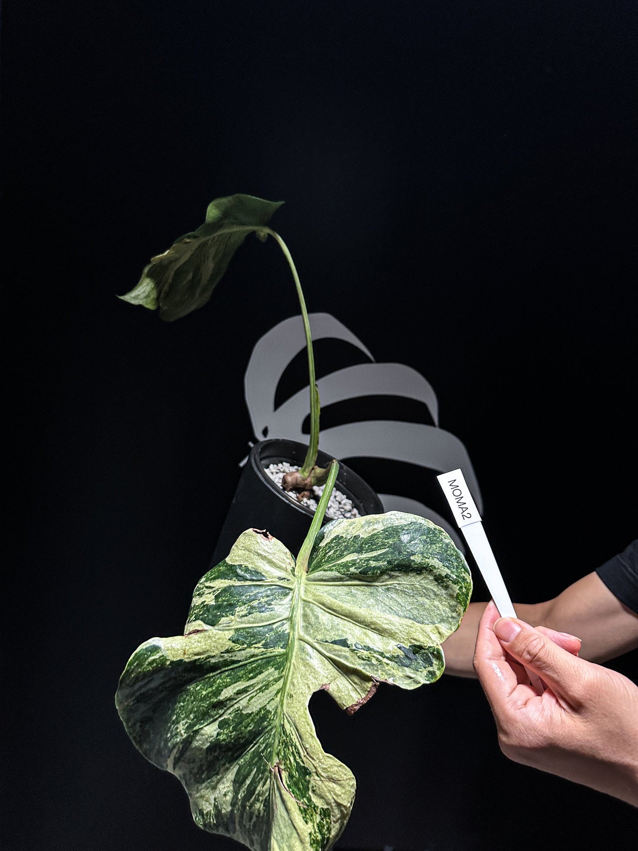 Monstera Deliciosa Ocean Mint - thebasements.us