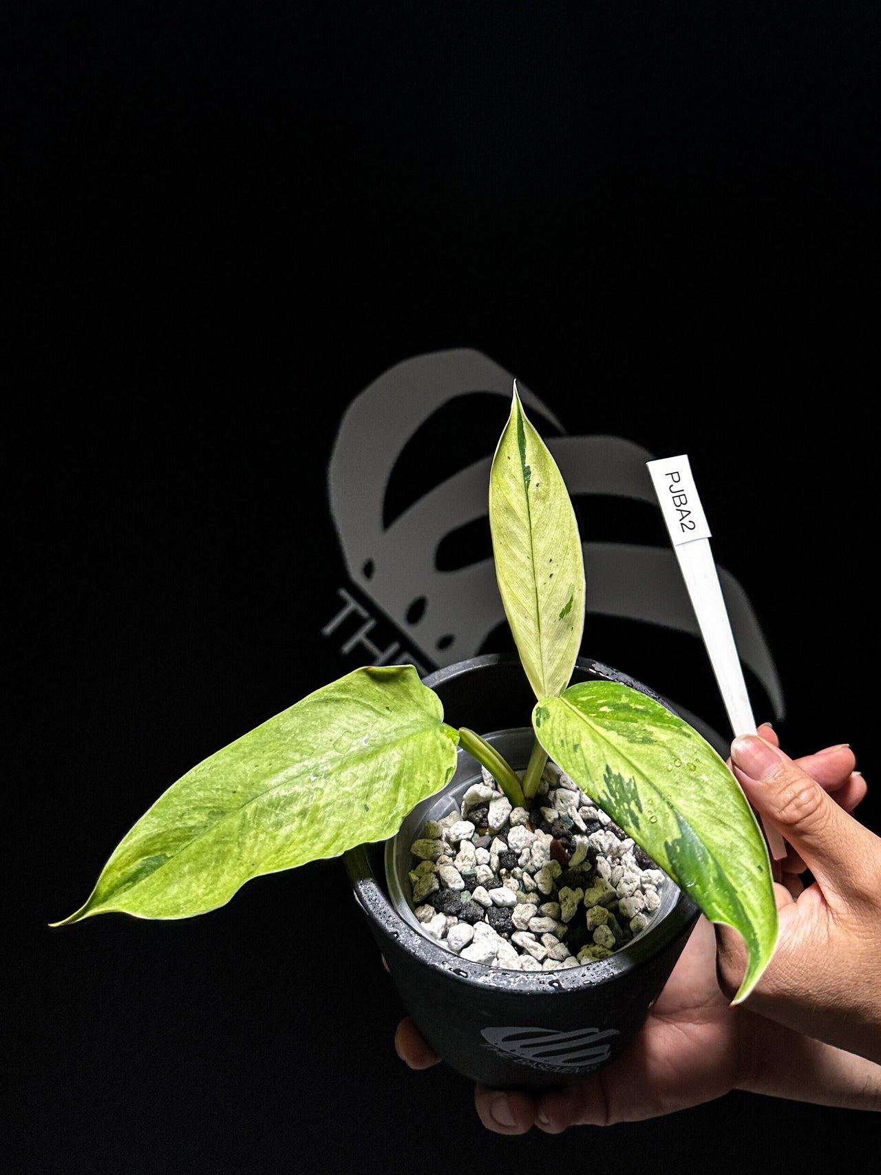 Philodendron Jose Bueno - thebasements.us
