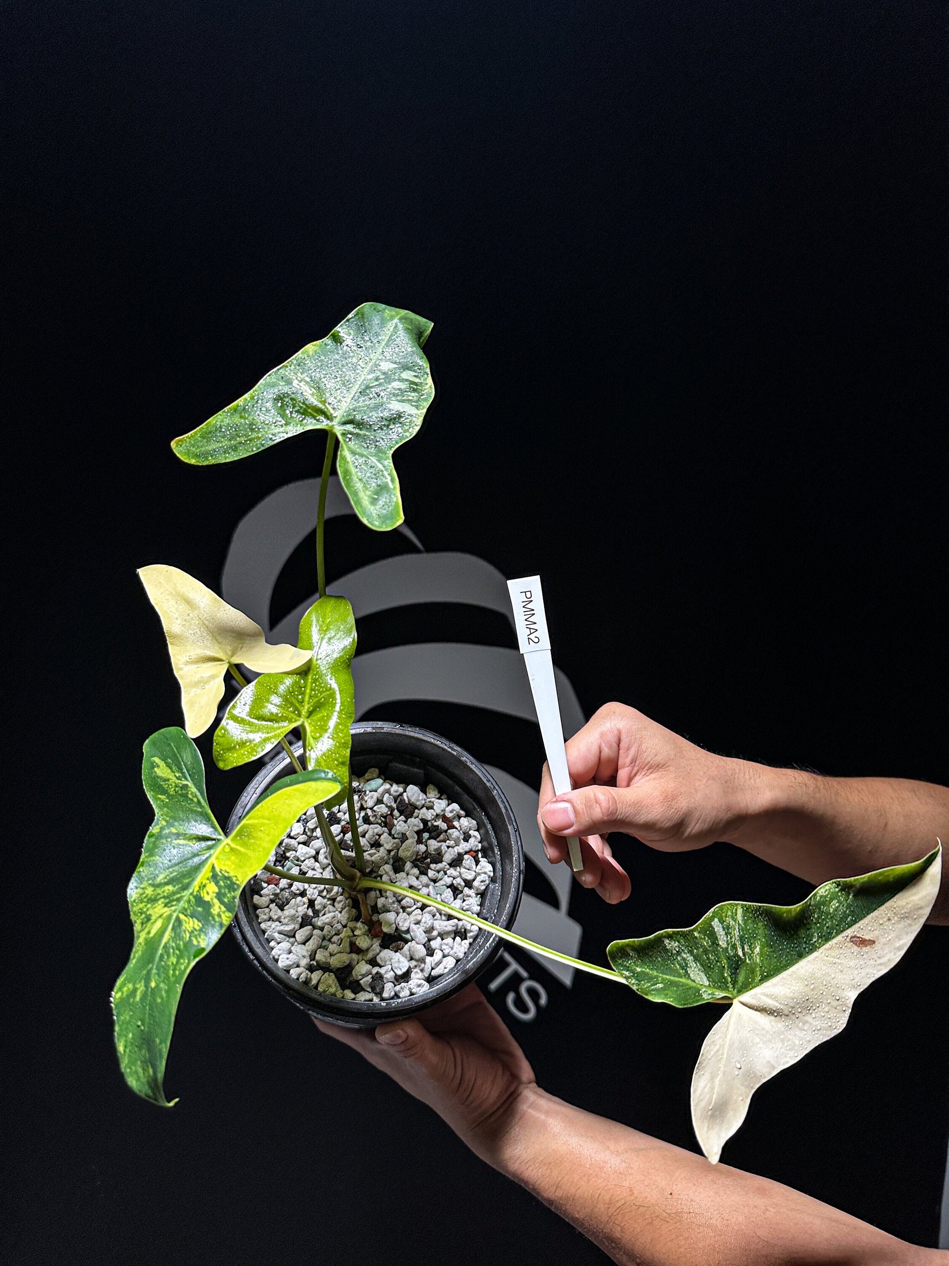 philodendron williamsii variegated Philodendron Williamsii Hybrid Variegated