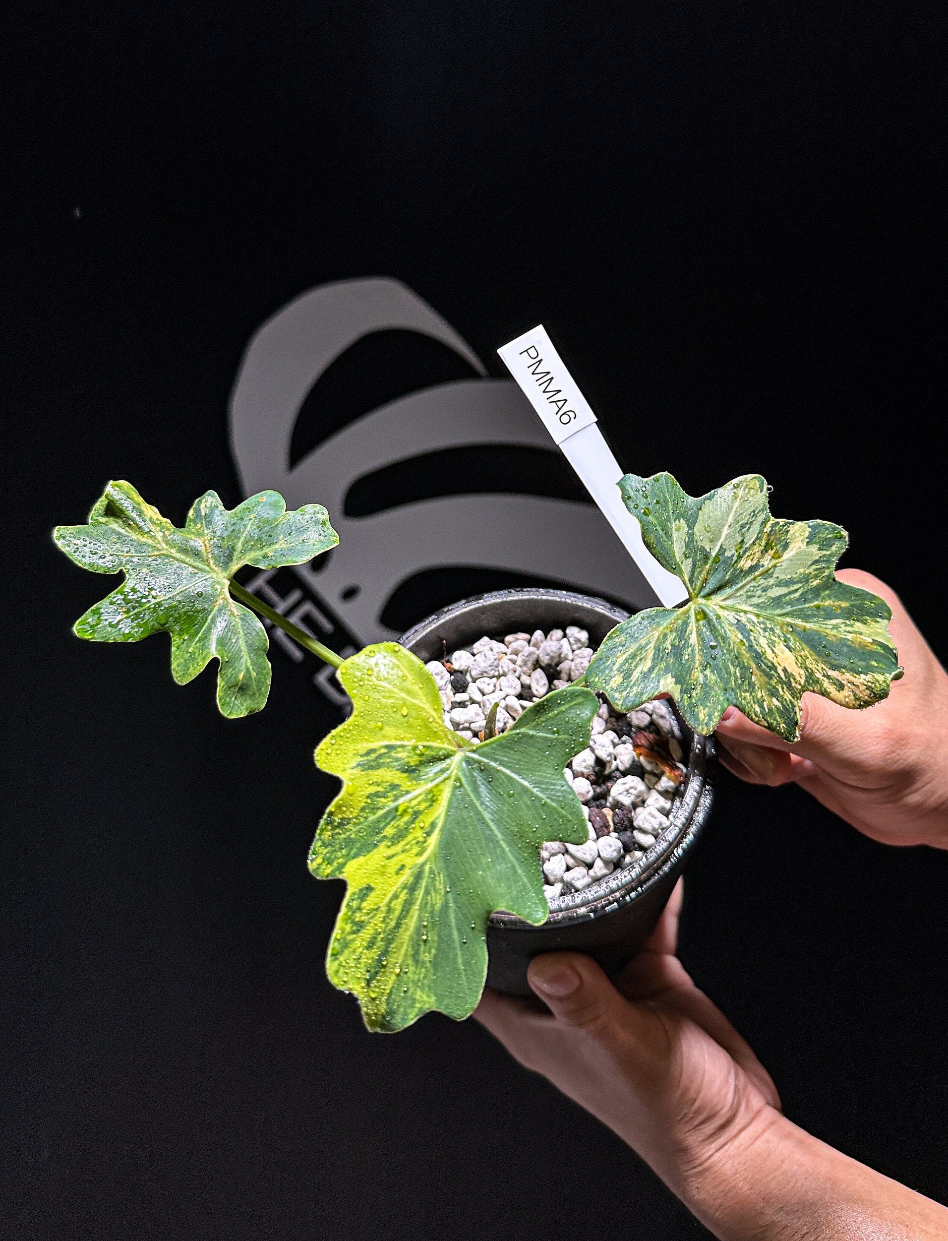 Philodendron Williamsii Hybrid Variegated - thebasements.us