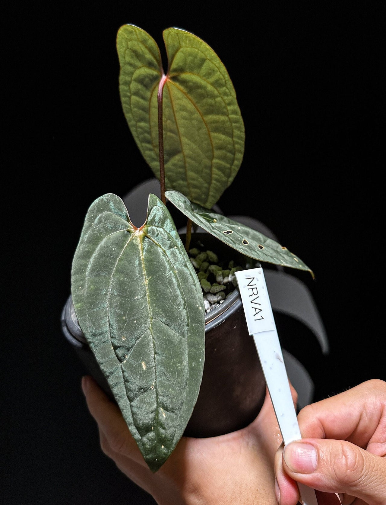 Anthurium Dark Phoenix Red Vein - thebasements.us