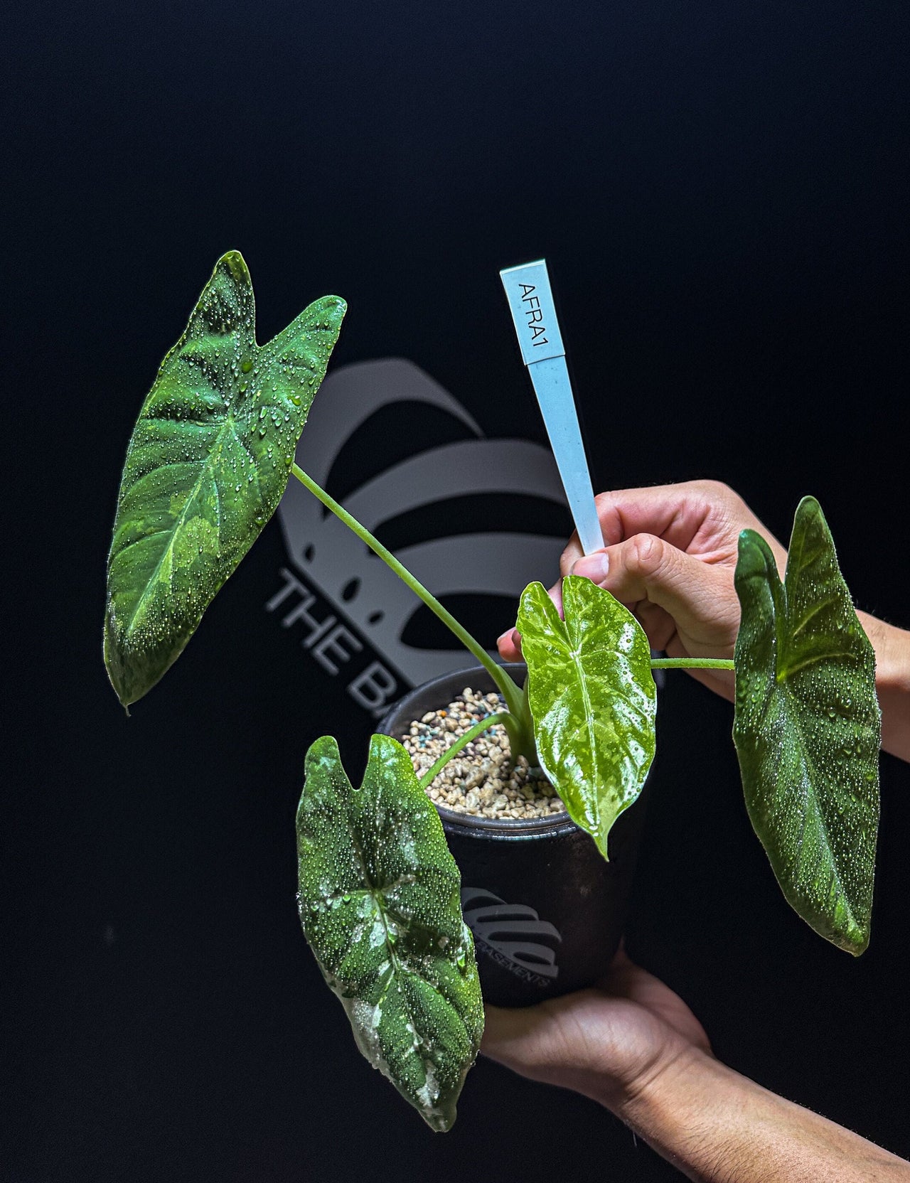 Alocasia Farisii Variegated - thebasements.us