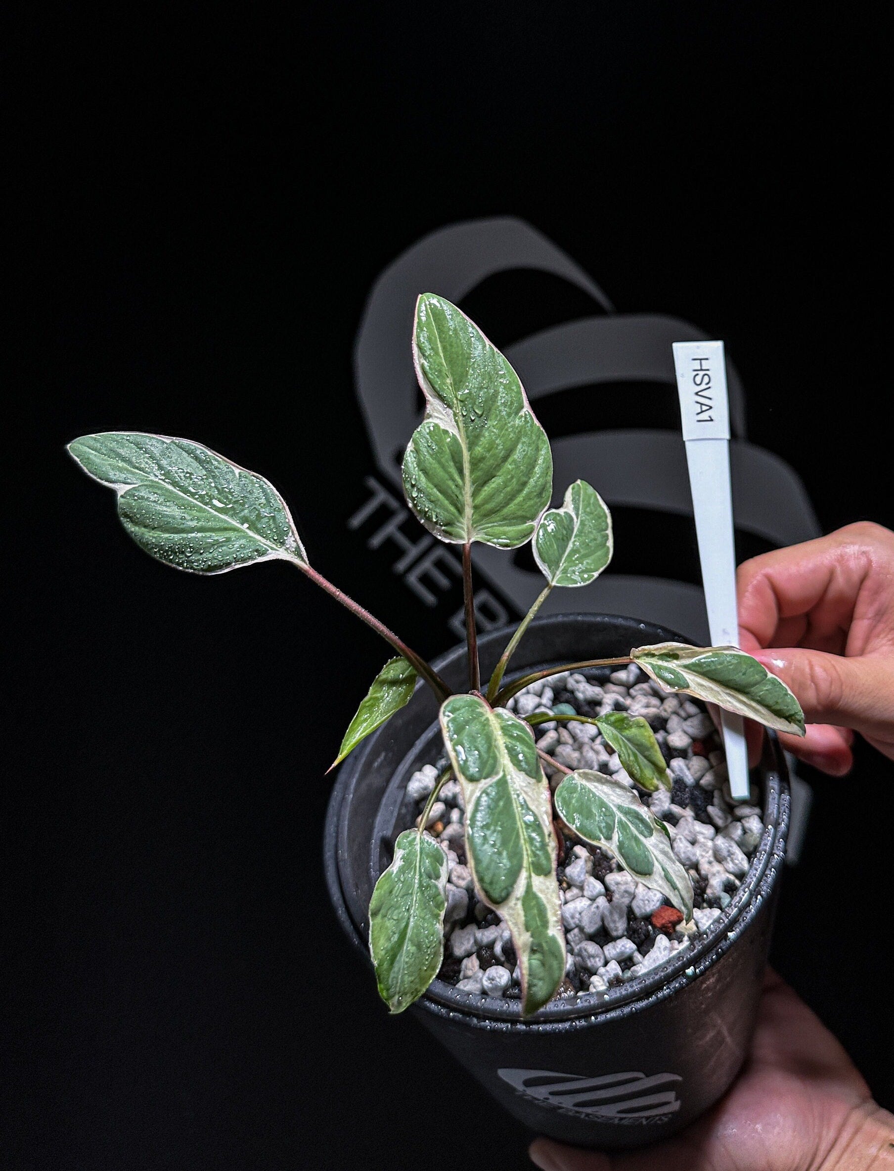 Homalomena Stardust Variegated