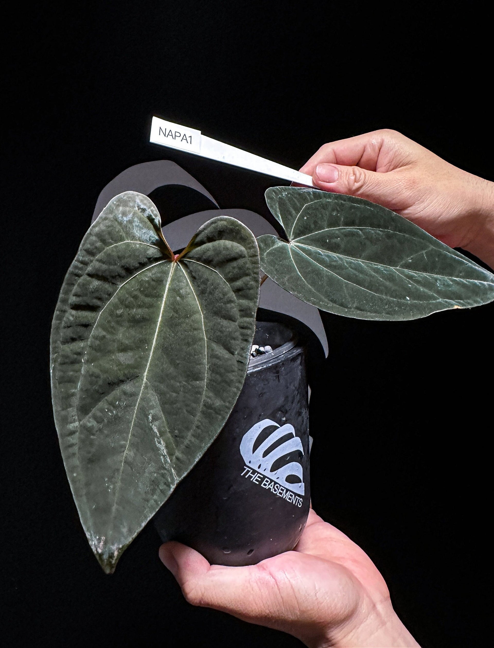 Anthurium Ace of Spade x Portillae