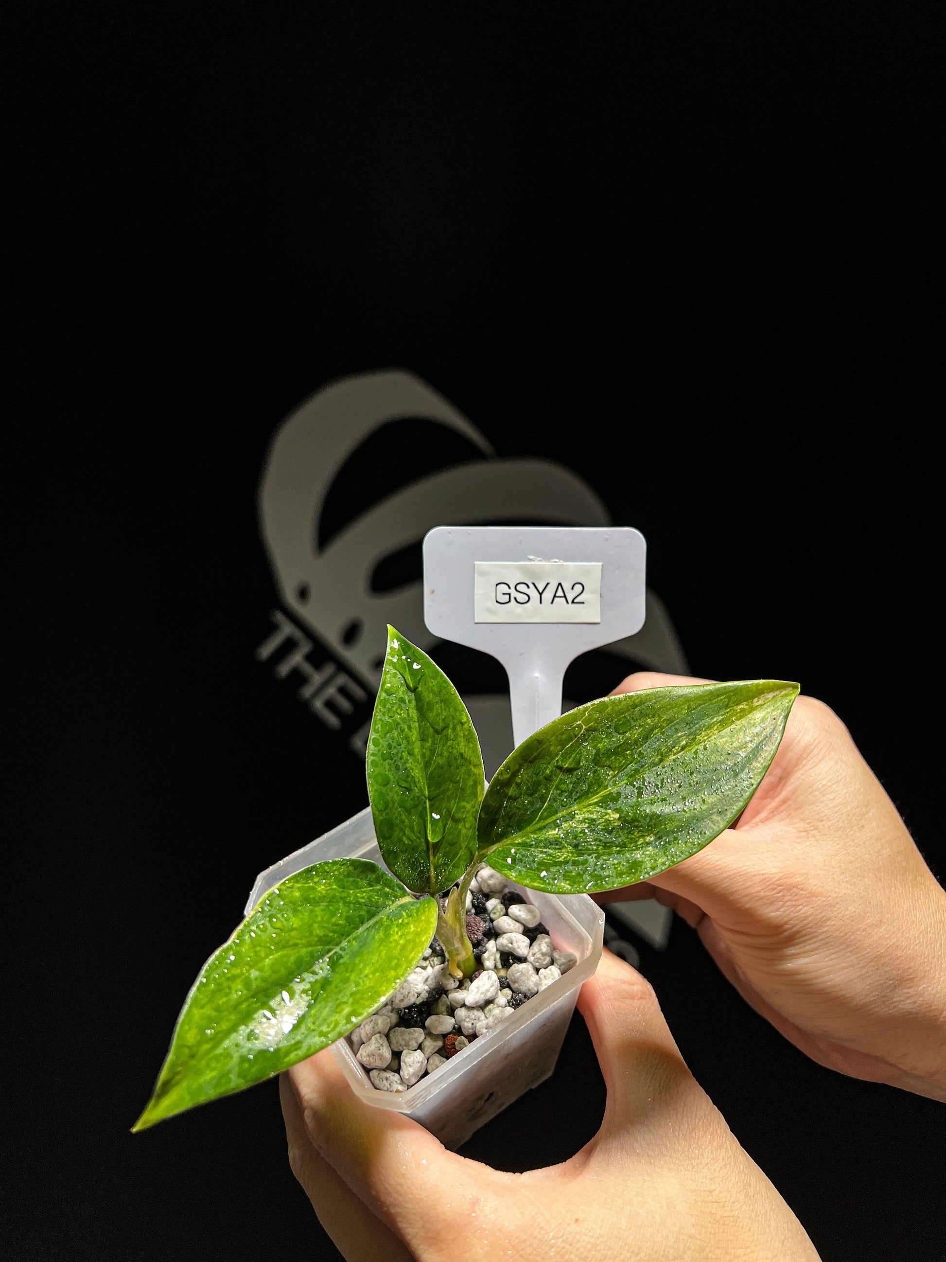 Aglaonema Siam Jade Aurea - thebasements.us
