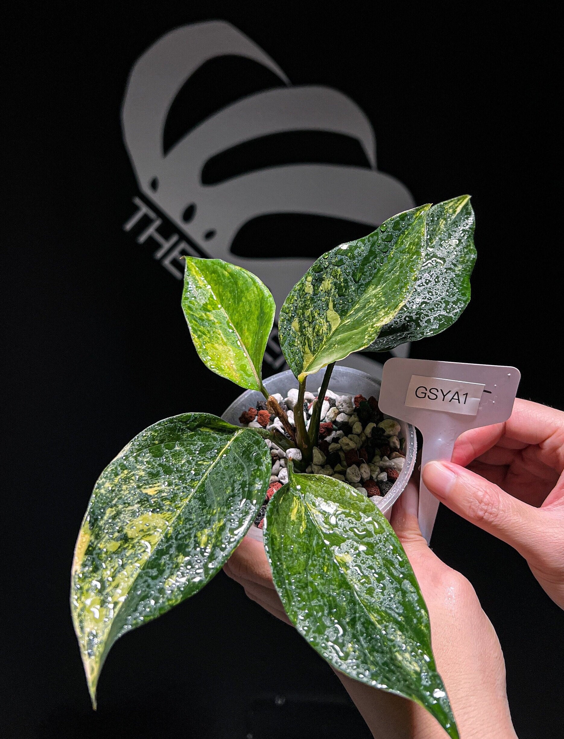 Aglaonema Siam Jade Aurea - thebasements.us
