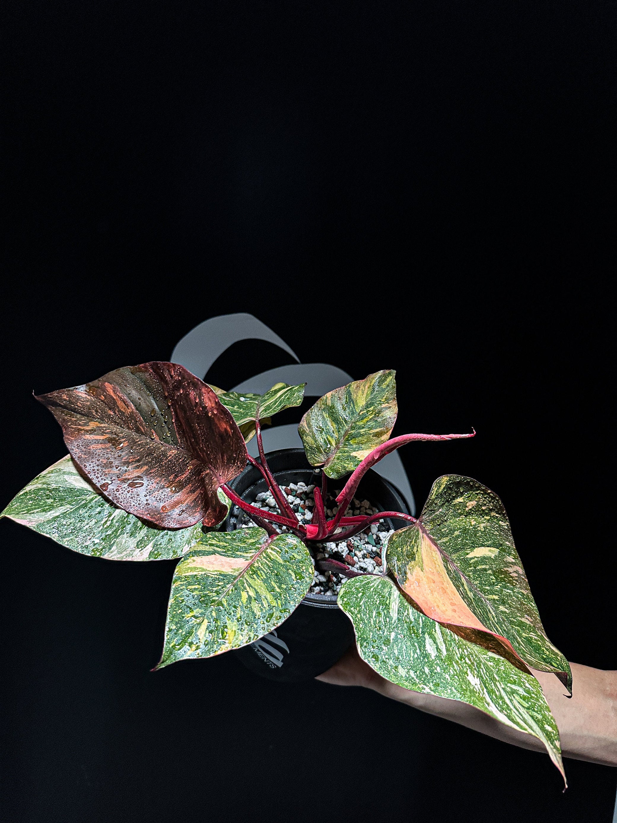 princess of orange philodendron Philodendron Orange Princess Galaxy